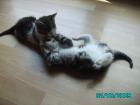 2 Katzenbabys 8 Wochen alt